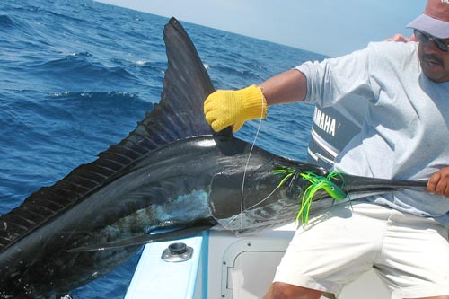 striped marlin150